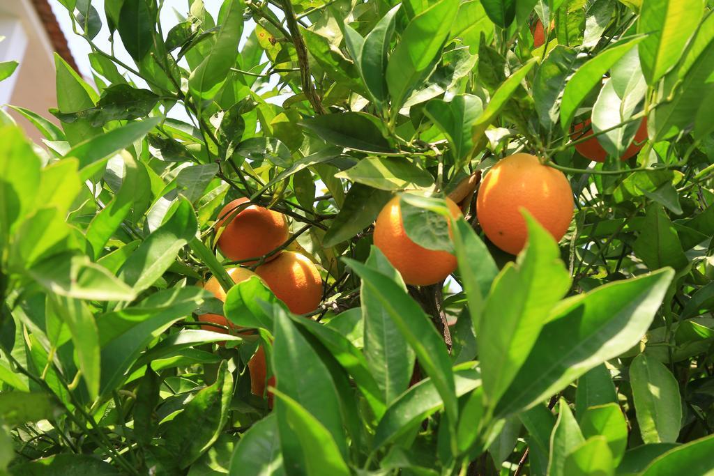 Cirali Irmak Hotel מראה חיצוני תמונה